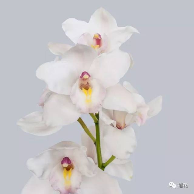过年摆什么花?招财招福招桃花