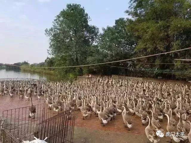 天寒地冻,带你去虎门吃鹅乸煲~