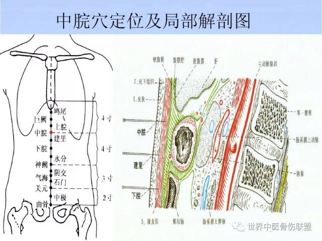 人体奇经八脉之— 任脉