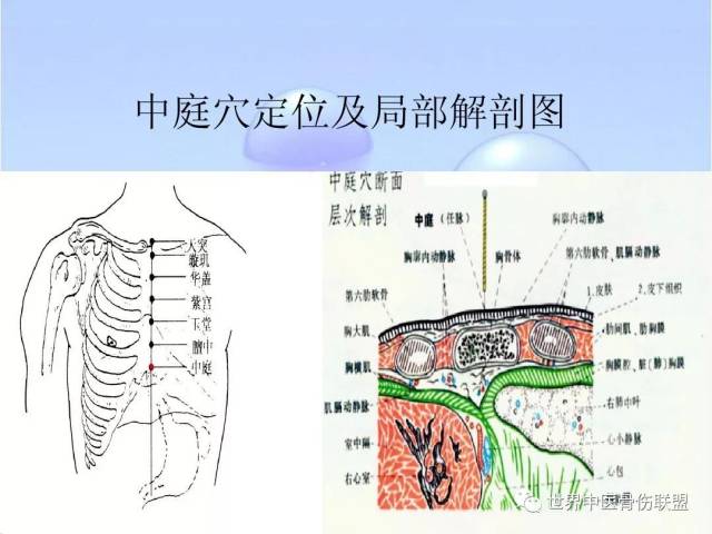 人体奇经八脉之— 任脉