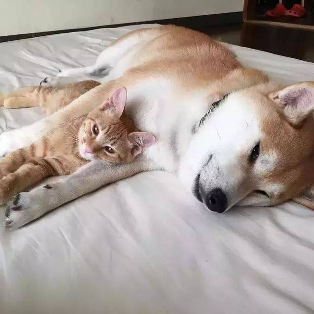 柴犬与橘猫一见如故,这毛色一看就是一家人