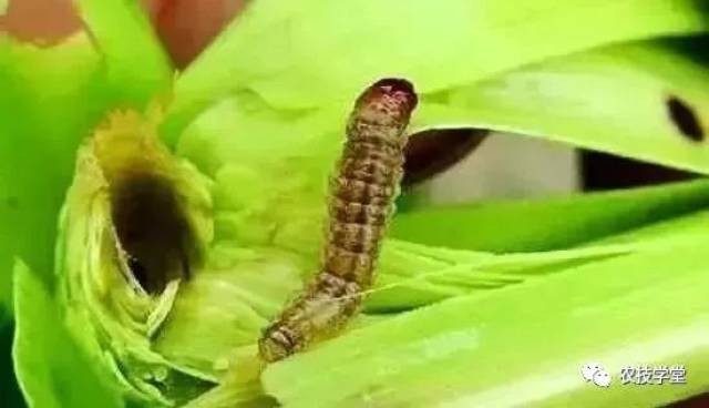 十大害虫齐聚首,看我怎么收拾你!害虫防治攻略