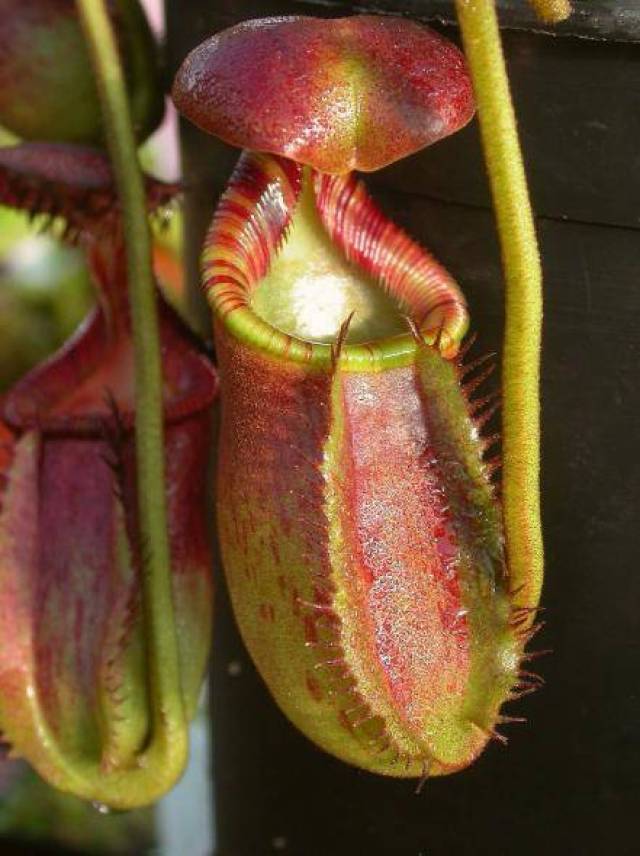 食虫植物系列:"请君入瓮"的猪笼草