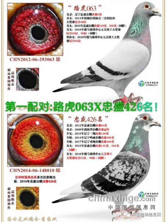 2018年种鸽配对预案:血统加赛绩配