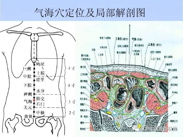 人体奇经八脉之— 任脉