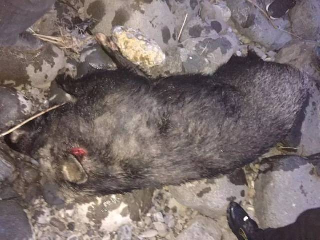 野猪视频大全免费观看 b0f2e3a425054b89a93bf1fc35f251dc.jpeg