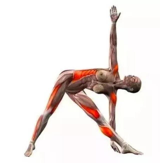 20个瑜伽拉伸体式解剖图,启动身体每块肌肉