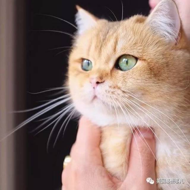 一只自带眼线的橘猫…这自带妆感的大眼睛,很妖艳咯