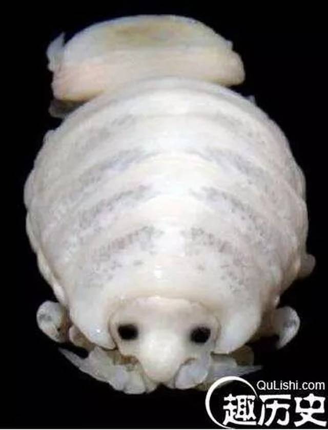 超恐怖的外星寄生虫,贝蒂寄生虫