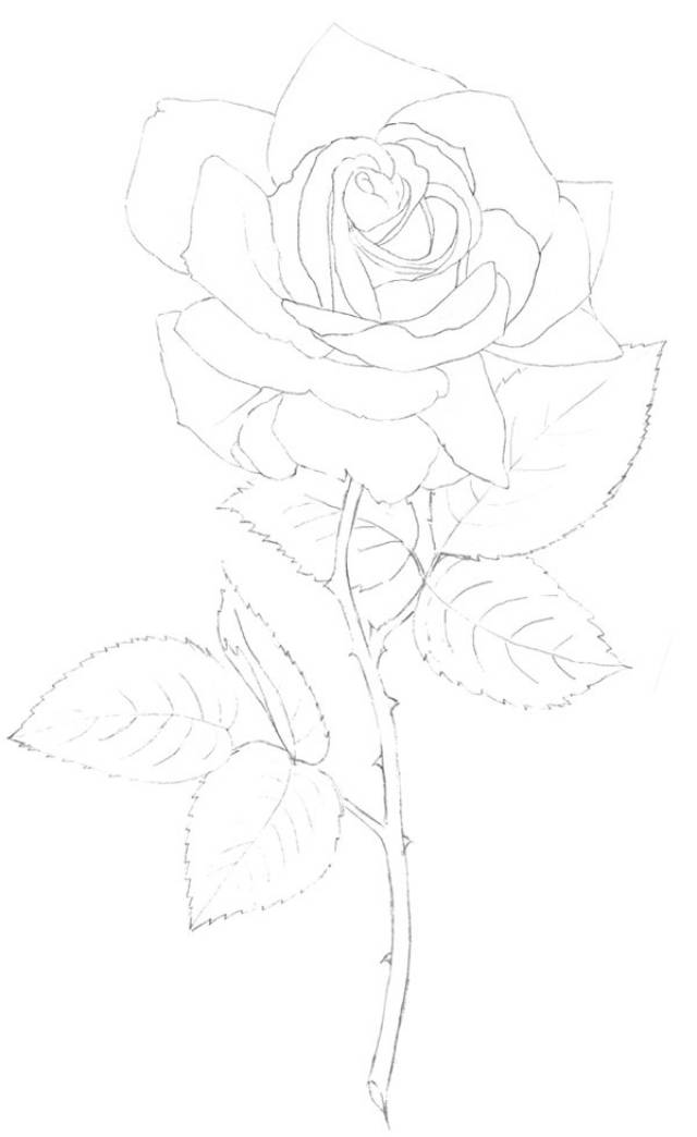 彩铅|花中皇后——玫瑰花的画法
