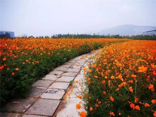 【高铁游】西山区有片200000平米的花海,周末就去畅游