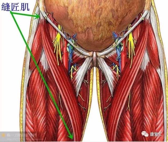 缝匠肌紧张经常影响梨状肌的伸张.