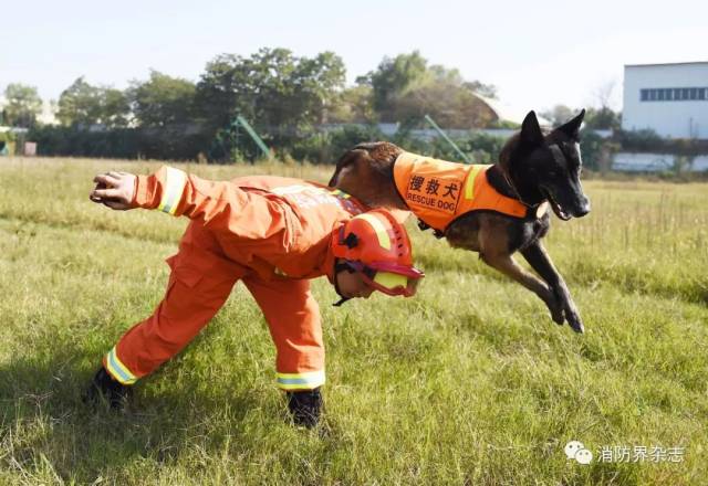 人物故事汪先强搜救犬训导员的苦与乐