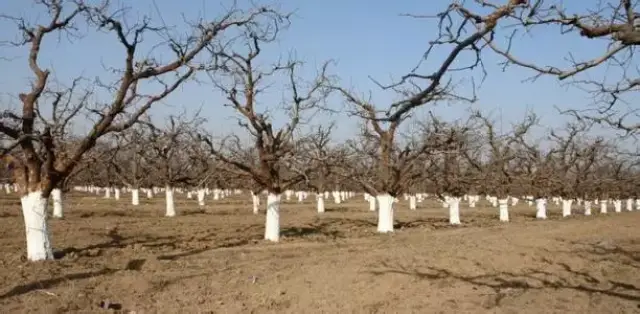 预防苗木冻害主要措施(图1) 预防苗木冻害主要措施(图1)