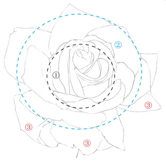 彩铅|花中皇后——玫瑰花的画法
