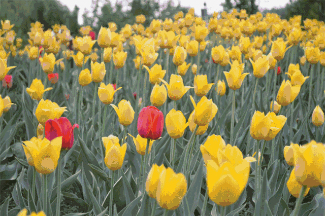 春节请到高明这里来!