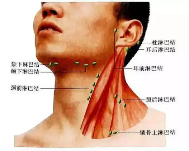 颈部淋巴 与动脉,颈椎,肩颈,锁骨与腋下淋巴,头部相连,足以见得它的