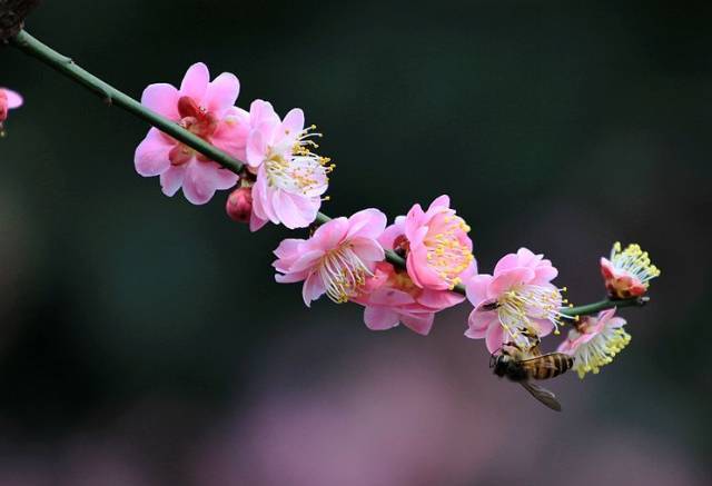 2018年桂林梅花节!最佳观梅期是