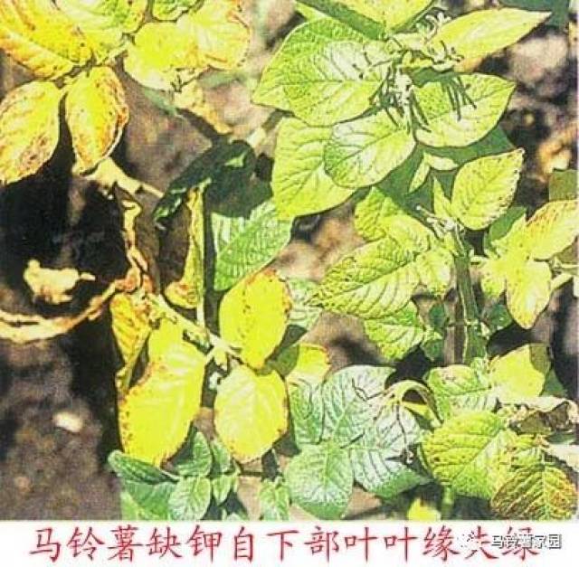 马铃薯缺素症状及解决方案大总结