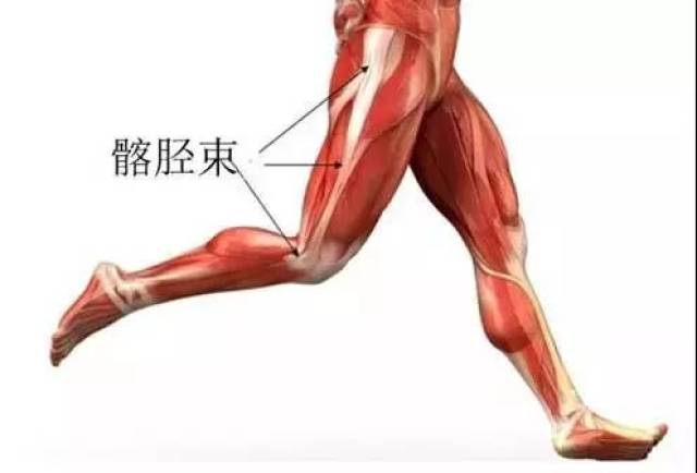 答 :您好,提到髂胫束,首先看一张髂胫束的肌肉解剖图,如下图所示髂胫