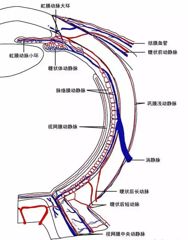 眼球的血液供应图谱(红色代表动脉,蓝色代表静脉)