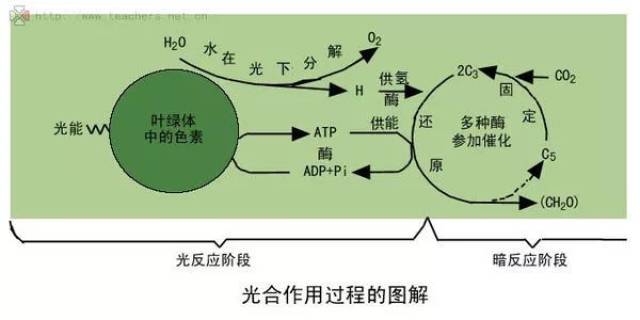 光合作用释疑丨叶绿体能利用外源atp吗?