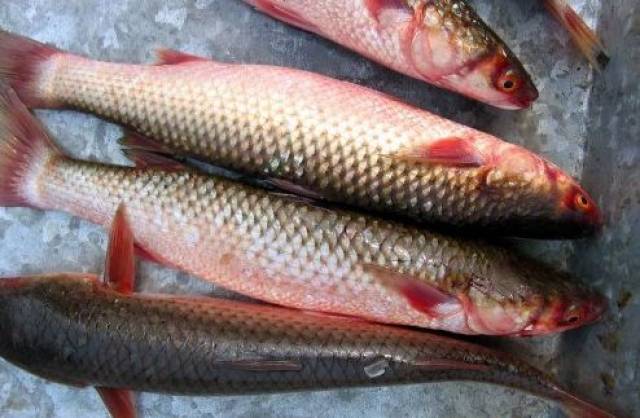 开春第一鲜，烟台梭鱼大丰收！@全体烟台人“开