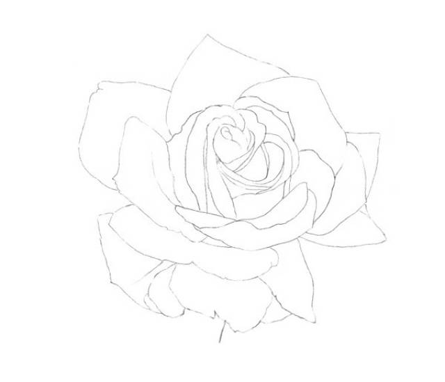 彩铅|花中皇后——玫瑰花的画法