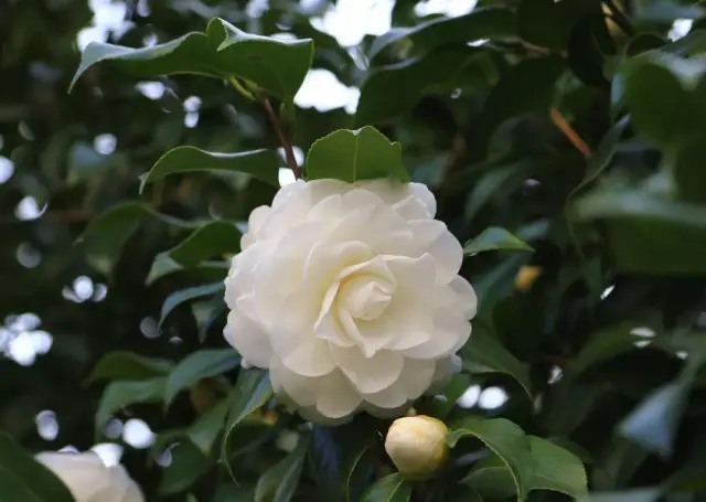 《山茶花》 明 诗僧担当和尚 冷艳争春喜烂然,山茶按谱甲于滇, 树头