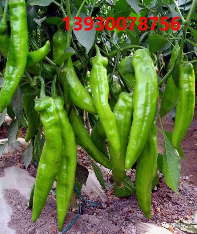 dee0d7e2d05740dcbe46f4f40583cb25.jpeg