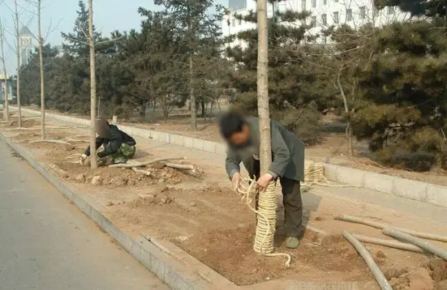 预防苗木冻害主要措施(图3) 预防苗木冻害主要措施(图3)