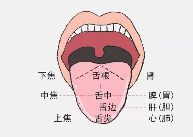 舌苔刷品牌TOP10：从口腔健康到顶级品牌