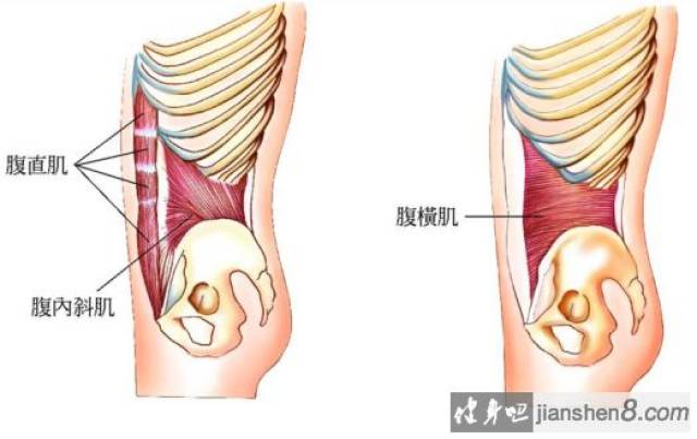 练腹肌?腹横肌才是主角!