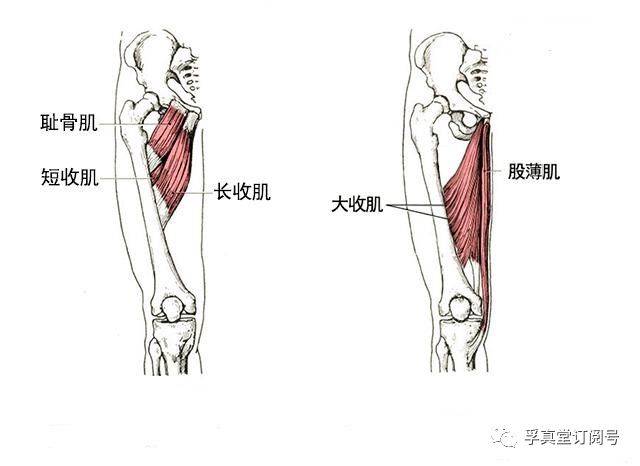 君住长江头:耻骨肌,耻骨梳