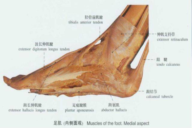 踝足解剖详解