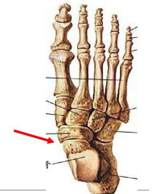 ③附跖关节:由三块楔骨,骰骨与五块跖骨底构成,属于微动关节.