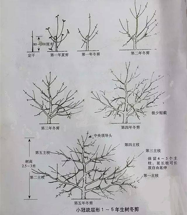 樱桃树栽培技术|大樱桃树形对比研究