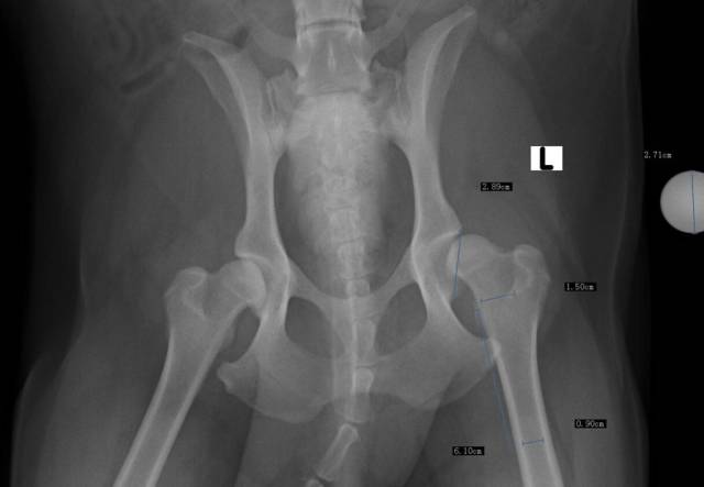 狗狗髋关节发育不良也是关节疾病中一个比较普遍的案例,狗狗在三个月