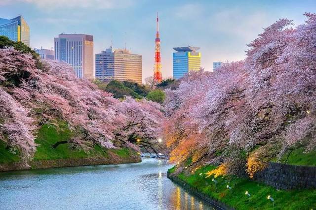 千鸟渊是日本皇宫的护城河,等到樱花开满,驾小舟于渊上,看800株染井