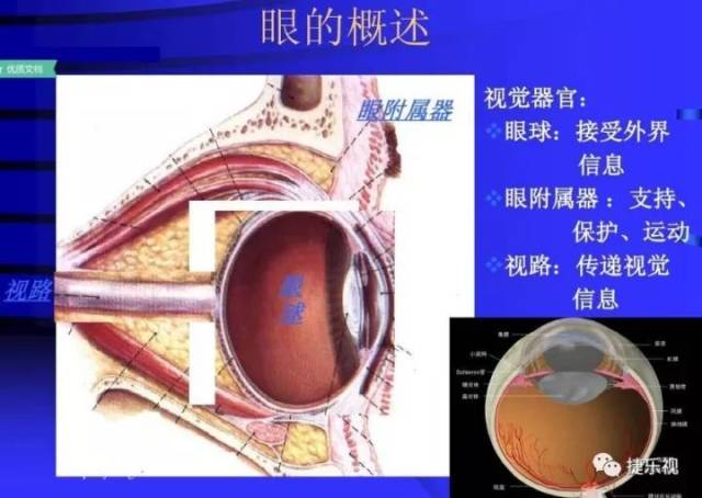 【视光知识】眼球解剖及眼科护理常规课件
