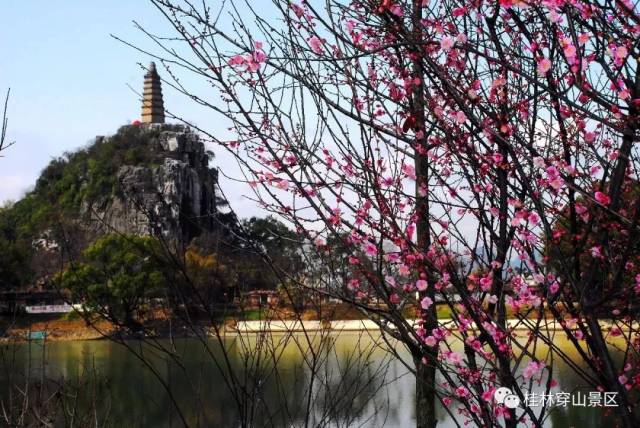 今天是穿山公园第六届梅花节最佳赏梅时间不要错过哦