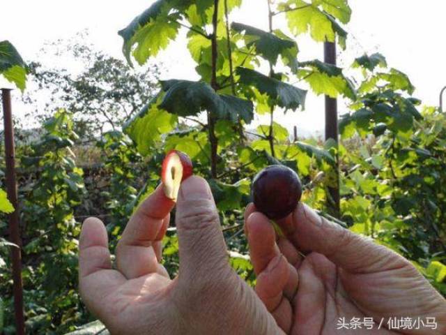 特早熟葡萄品种推荐 d678d7b184934b28a34f43484a673b34.jpeg