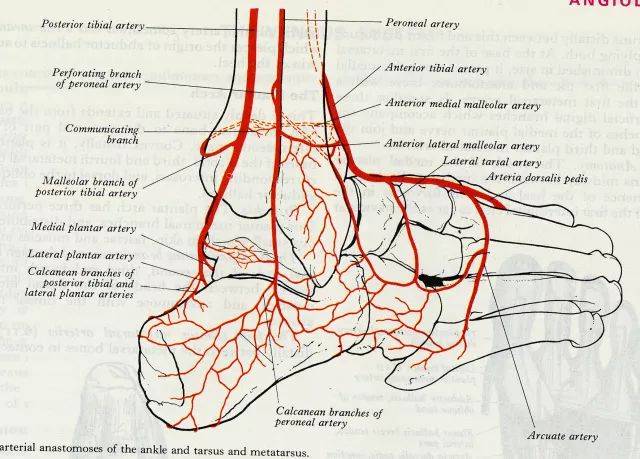 踝足解剖详解