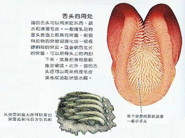 18 个舌头冷知识,来认识一下你最咸湿最狂野的器官