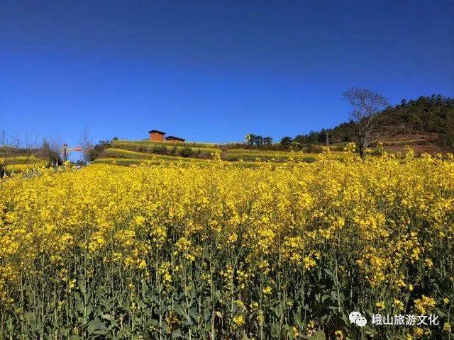 峨山县2018年油菜花暨开新街文化旅游节开幕 这阵势太热闹了!