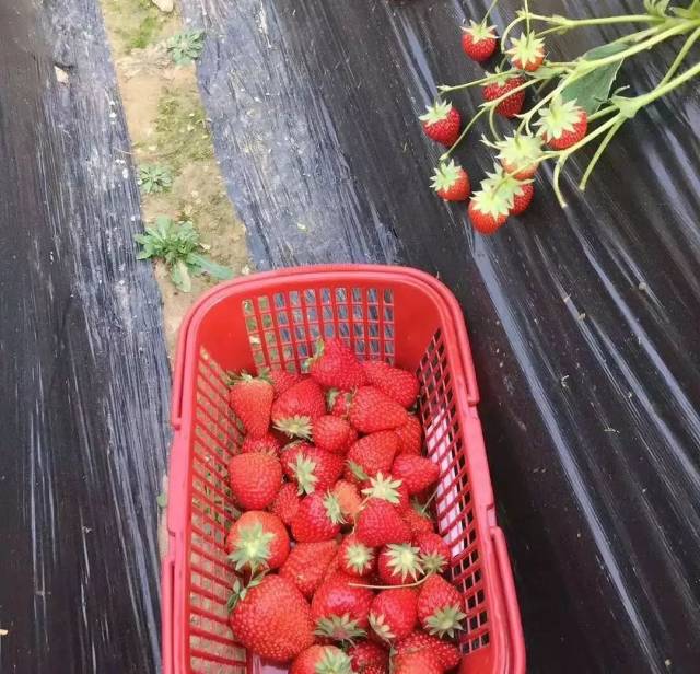 我周末落枕了 你还拉我去草莓园摘草莓