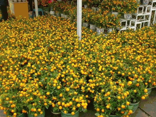 全场200 个档位, 花市内将设置 时花及温室植物类,盆花盆桔类,桃花类