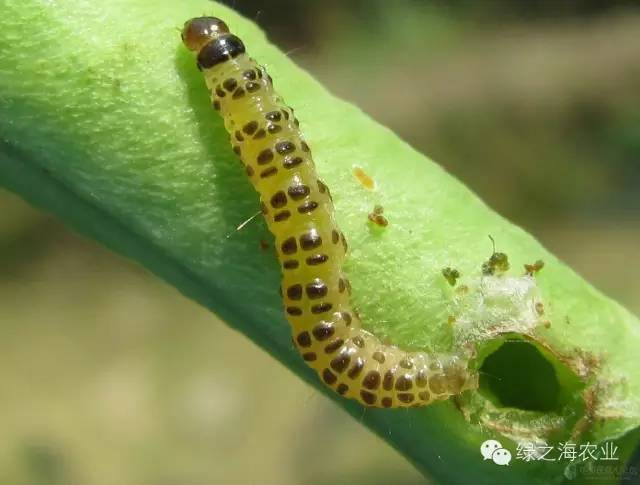 图12横纹菜蝽 图13菜蝽 菜蝽和横纹菜蝽是十字花科蔬菜的一类害虫,以