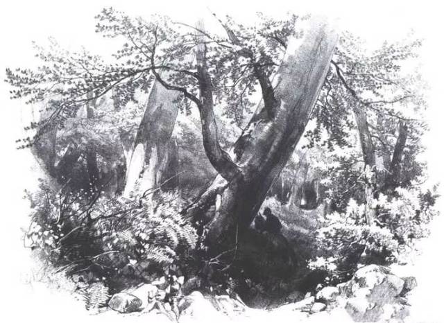 各种各样素描树的写生作品(23) 西画素描折钗股画树大形运笔 平台声明