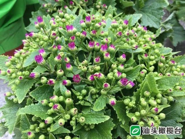 种养攻略:如果要加快花叶菊盛开,可以把花叶菊放在灯光下,增长光照